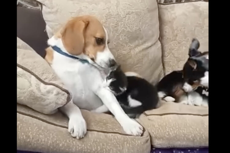 新しく家族としてやって来た子猫。先住犬のビーグルたちともう仲良しになったみたい！！【海外・動画】
