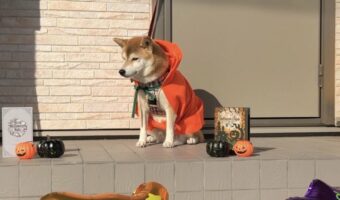 ハロウィンの衣装をレインコートだと思ってる？お散歩に出発するのを待つ柴犬がかわいい！
