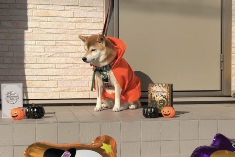 ハロウィンの衣装をレインコートだと思ってる？お散歩に出発するのを待つ柴犬がかわいい！