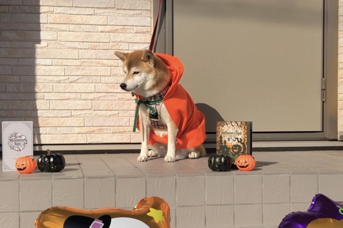 ハロウィンの衣装をレインコートだと思ってる?お散歩に出発するのを待つ柴犬がかわいい!