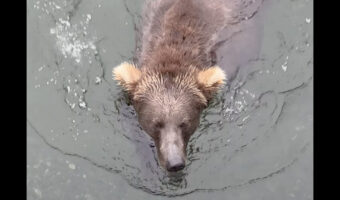 クマの脅威の身体能力！泳ぐのも得意なことが分かる姿にビックリ！！【アメリカ・動画】