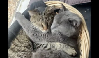 猫の兄弟の尊い姿。バスケットに一緒に入るとお互いをギュッと抱きしめ合いながら寝ています!!【アメリカ・動画】