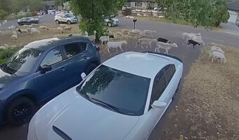 平和な住宅街のはずが・・。『ある動物』の群れが近くの牧場から脱走して様子が一変!!【海外・動画】
