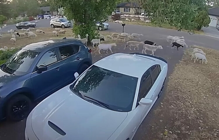 平和な住宅街のはずが・・。『ある動物』の群れが近くの牧場から脱走して様子が一変！！【海外・動画】