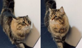 てっちてっち・・とキャットホイールを回す猫のサイベリアンがかわいすぎる!!と話題に