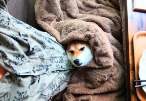 こたつに潜りこんだ柴犬。「絶対に出ない」という強い意志を感じる姿がかわいいと話題に！！