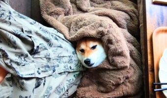 こたつに潜りこんだ柴犬。「絶対に出ない」という強い意志を感じる姿がかわいいと話題に!!