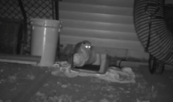 お家にやってきたオポッサム。ぬくぬくできる猫用ブランケットを発見すると・・、いそいそ持って行っちゃった！！