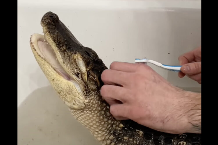 ワニもリラックスするバスタイム。マッサージされたりブラッシングしてもらいうっとり目を閉じています