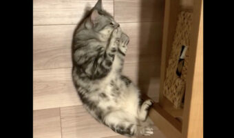 床暖房つけてもらってぬくぬく!ごろりと寝転がりおててぎゅっとしているうちに眠った猫がかわいすぎると話題に!!