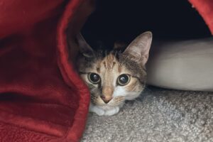 「こんなのかわいすぎるでしょ・・・」こたつの中から顔をのぞかせる猫。じっと見つめる姿がかわいすぎる！！