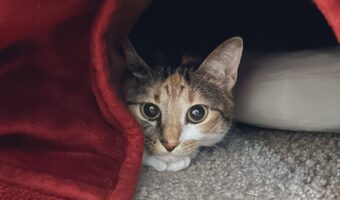 「こんなのかわいすぎるでしょ・・・」こたつの中から顔をのぞかせる猫。じっと見つめる姿がかわいすぎる！！