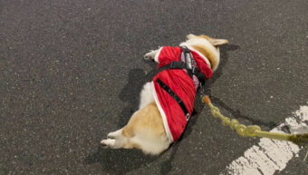 サンタ活動終了のお知らせ。クリスマス当日に発表された悲報が・・かわいすぎる！？