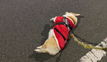 サンタ活動終了のお知らせ。クリスマス当日に発表された悲報が・・かわいすぎる!?