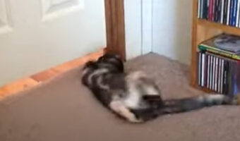 猫は液体と言うけれど？ドアの下の隙間を通り抜けられなくてその場でグルグルした結果・・