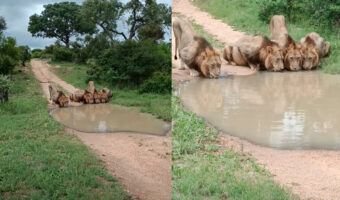 ライオンたちが道路を塞いでいる!?・・と思ったら、水たまりに皆で並んで水分補給中!!【海外・動画】