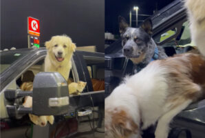 車の中で飼い主さんの戻りを待つ愛犬たちに愛猫。みんな待ちきれずに身を乗り出してるのがかわいい！！【アメリカ・動画】