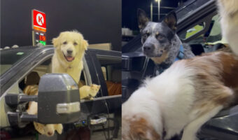 車の中で飼い主さんの戻りを待つ愛犬たちに愛猫。みんな待ちきれずに身を乗り出してるのがかわいい!!【アメリカ・動画】