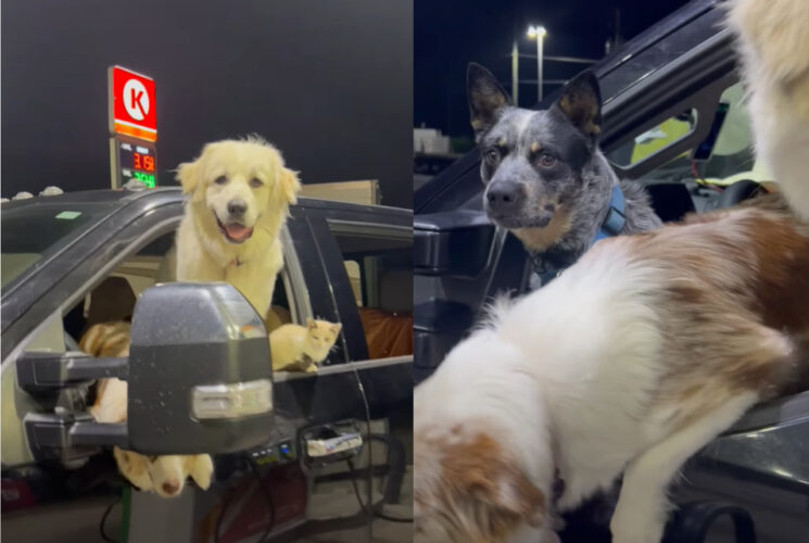 車の中で飼い主さんの戻りを待つ愛犬たちに愛猫。みんな待ちきれずに身を乗り出してるのがかわいい！！【アメリカ・動画】