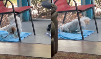 それはオモチャじゃないよ!嬉しそうにはしゃいでいる子犬ですが・・、自分が遊んでいるのがおやつだと思っていないみたい!!