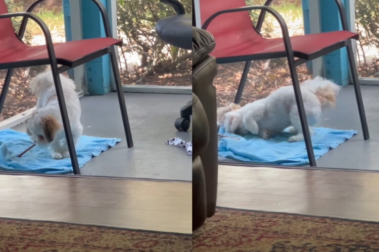 それはオモチャじゃないよ！嬉しそうにはしゃいでいる子犬ですが・・、自分が遊んでいるのがおやつだと思っていないみたい！！