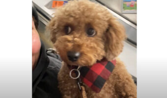 エスカレーターが怖い？だっこされた子犬は目を見開き、身をぎゅっとこわばらせています！【海外・動画】