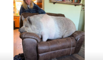 ヨイショ・・とソファにのぼる体の大きなブタ。頑張ってのぼった後にくつろぐ姿がかわいい！！【アメリカ・動画】