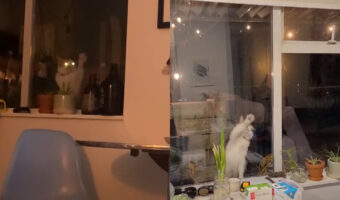 昼夜問わずお家に入れてと窓辺にやってくる猫。窓をトントン叩いてかわいいけど・・実はこちらのお宅の子じゃないんです!!【海外・動画】
