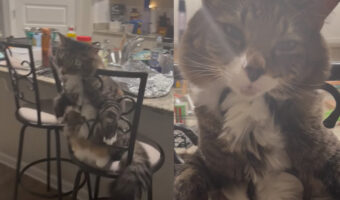 とろけてる子猫がかわいい!椅子の背もたれに体を預けてチルタイム【アメリカ・動画】