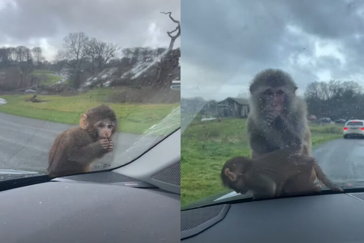 かわいすぎて車を出せない！サファリパークでサルの赤ちゃんが車のボンネットに乗ってきた！！【海外・動画】
