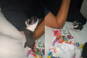 遊んでほしいのかな？子犬が横になっている飼い主さんの周りをウロチョロしたり吠えかかって元気にアピール！！【海外・動画】