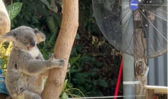 きっとこのコアラはこの場から動くことはないでしょう・・。暑いので扇風機の前を陣取っている!!【海外・動画】