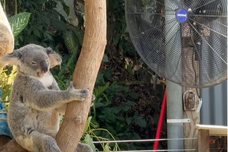 きっとこのコアラはこの場から動くことはないでしょう・・。暑いので扇風機の前を陣取っている！！【海外・動画】