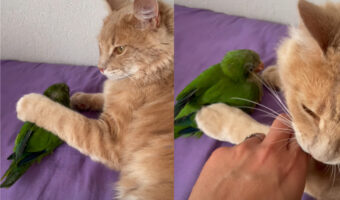 インコをぎゅっと抱きしめている猫。大好きなインコから絶対に離れたくないようで・・【海外・動画】