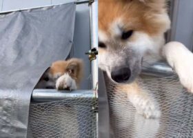 もう一回催促しちゃうかわいさ！秋田犬が見せた飼い主さんが帰ってきた時の顔出しがかわいすぎる！