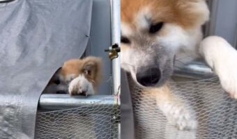 もう一回催促しちゃうかわいさ！秋田犬が見せた飼い主さんが帰ってきた時の顔出しがかわいすぎる！