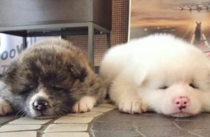 ぺったりしている秋田犬たちがかわいすぎると話題に！「一緒にぺったりしたいです」「最高の癒やし」