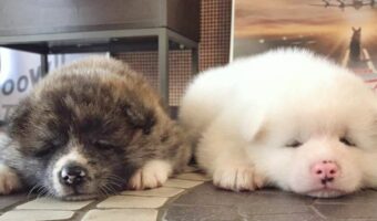 ぺったりしている秋田犬たちがかわいすぎると話題に！「一緒にぺったりしたいです」「最高の癒やし」