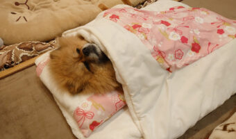 ぐっすり眠るポメラニアン。おなかいっぱいになって寝て、いい夢見ていそう!!