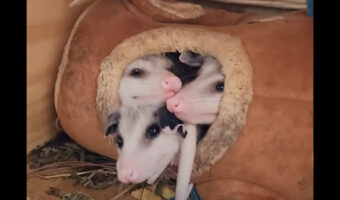 ミッチミチなのもかわいい!寝床から顔を出すオポッサムの赤ちゃんは全部で3匹かと思いきや・・【アメリカ・動画】