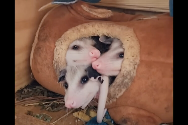 ミッチミチなのもかわいい！寝床から顔を出すオポッサムの赤ちゃんは全部で3匹かと思いきや・・【アメリカ・動画】