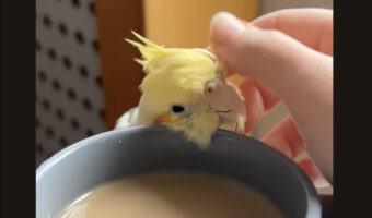 マグカップにスリスリ。ぬくもりを感じて離れられなくなったオカメインコがかわいい！！【海外・動画】