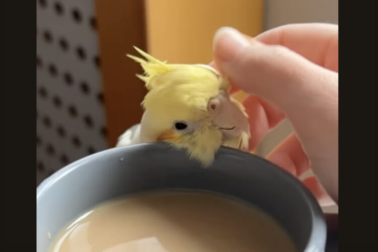 マグカップにスリスリ。ぬくもりを感じて離れられなくなったオカメインコがかわいい！！【海外・動画】