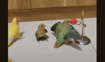 スピード感もあって楽しそう！小鳥たちのバスケットボール大会！！【海外・動画】