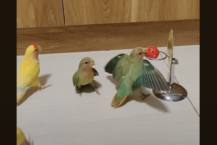 スピード感もあって楽しそう！小鳥たちのバスケットボール大会！！【海外・動画】