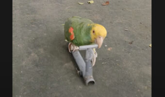 インコが専用キックボードに乗り駆ける!上手に地面をキックして進む姿にビックリ!!【海外・動画】