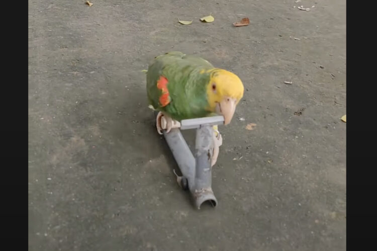 インコが専用キックボードに乗り駆ける！上手に地面をキックして進む姿にビックリ！！【海外・動画】