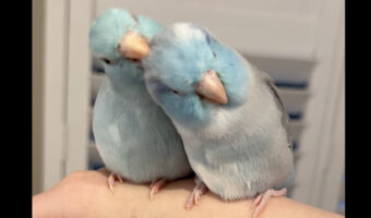 仲良しインコの姿にほっこり。飼い主さんの腕の上でお互いを毛づくろい【海外・動画】