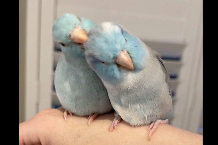 仲良しインコの姿にほっこり。飼い主さんの腕の上でお互いを毛づくろい【海外・動画】