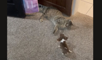 ビーグルの子犬は遊びたい!ゴロゴロ寝転がっている猫にかまってアピール!!【アメリカ・動画】